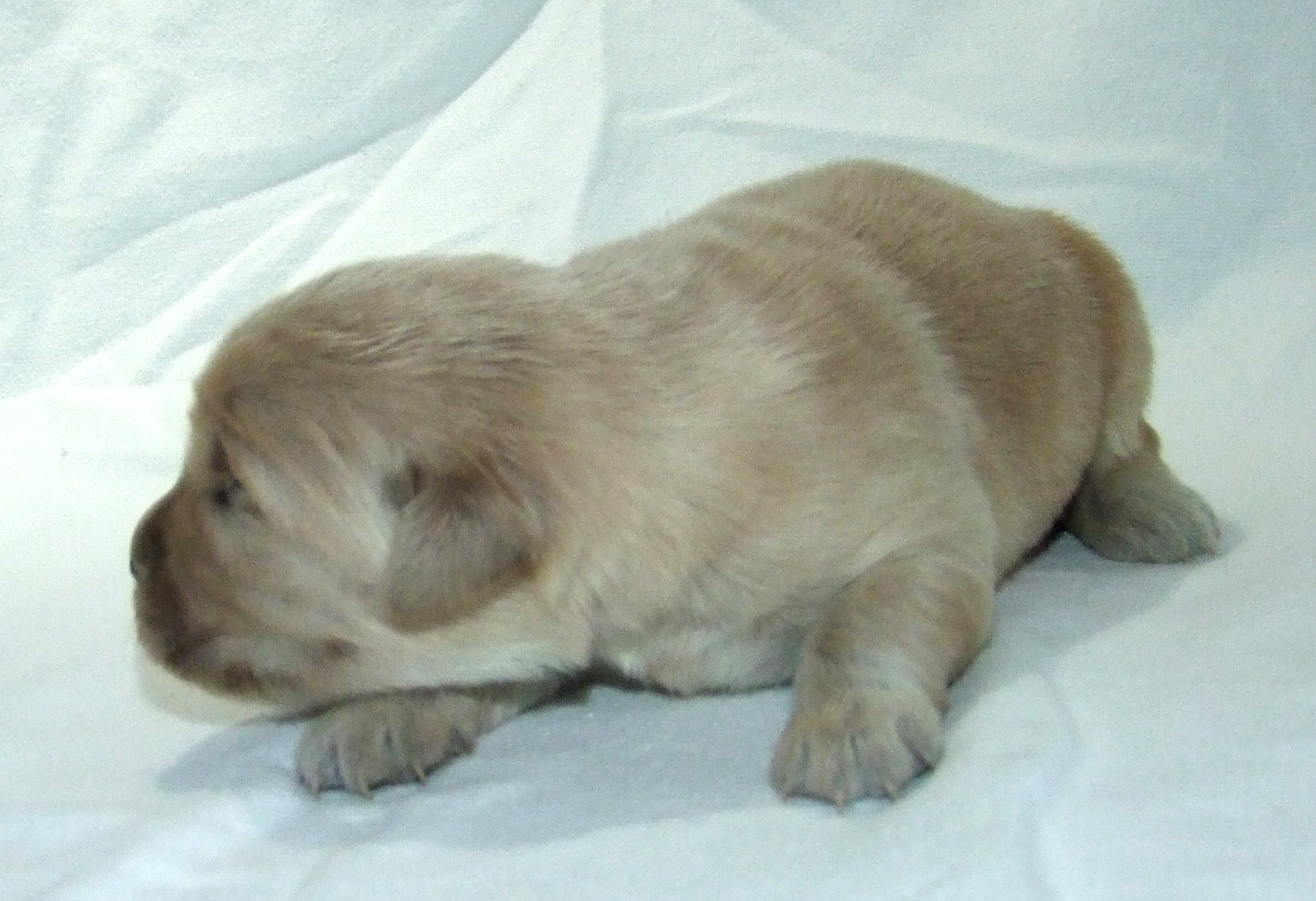 First slide image